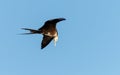 Magnificent frigate bird in flight Royalty Free Stock Photo