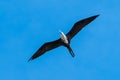 Magnificent Frigate bird flying in the sky. Fregata magnificens are a family of seabirds called Fregatidae.