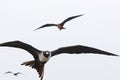Magnificent frigate bird,Fregata magnificens, flying against a white sky