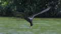 Magnificent frigate bird scooping up fish in green sea water while in flight Royalty Free Stock Photo