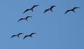 Magnificent Frigate Birds in Formation Against Blue Sky