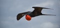 Magnificent Frigatebird Royalty Free Stock Photo