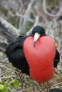 Magnificent frigatebird