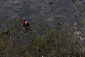 A magnificent frigatebird with a bright red keelsack sitting in a tree Royalty Free Stock Photo