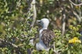 Magnificent frigatebird chick, Fregata magnificens, is a big black seabird with a characteristic red gular sac. Royalty Free Stock Photo