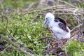 Magnificent Frigatebird Chick 832269 Royalty Free Stock Photo