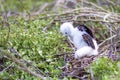 Magnificent Frigatebird Chick 832267 Royalty Free Stock Photo