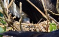 Magnificent Frigatebird chick sitting in nest Royalty Free Stock Photo