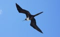 Magnificent Frigatebird in Flight Over the Galapag Royalty Free Stock Photo