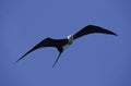 Magnificent Frigatebird, fregata magnificens, Adult in Flight, Mexique