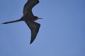 Magnificent frigatebird Fregata magnificens is a big black seabird with a characteristic red gular sac Royalty Free Stock Photo