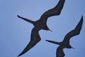 Magnificent frigatebird, Fregata magnificens, is a big black seabird. Royalty Free Stock Photo