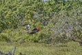 Magnificent frigatebird, Fregata magnificens, is a big black seabird with a characteristic red gular sac. Royalty Free Stock Photo