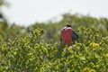 Magnificent frigatebird, Fregata magnificens, is a big black seabird with a characteristic red gular sac. Royalty Free Stock Photo