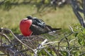 Magnificent frigatebird, Fregata magnificens, is a big black seabird with a characteristic red gular sac. Royalty Free Stock Photo