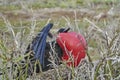 Magnificent frigatebird, Fregata magnificens, is a big black seabird with a characteristic red gular sac. Royalty Free Stock Photo