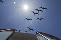 Magnificent frigatebird, Fregata magnificens, is a big black seabird Royalty Free Stock Photo