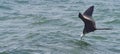 Magnificent Frigatebird - Fregata magnificens Royalty Free Stock Photo