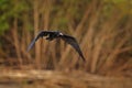 Magnificent frigatebird, Fregata magnificens, flying bird in green vegetation. Tropical sea bird from Costa Rica coast. Wildlife