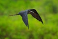 Magnificent frigatebird, Fregata magnificens, flying bird in green vegetation. Tropical sea bird from Costa Rica coast. Wildlife s