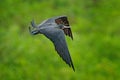 Magnificent frigatebird, Fregata magnificens, flying bird in green vegetation. Tropical sea bird from Costa Rica coast. Wildlife s