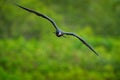 Magnificent frigatebird, Fregata magnificens, flying bird in green vegetation. Tropical sea bird from Costa Rica coast. Wildlife s