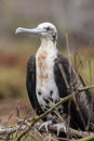 Magnificent Frigatebird in Galapagos Islands Royalty Free Stock Photo