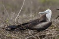 Magnificent Frigatebird in Galapagos Islands Royalty Free Stock Photo