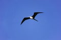 MAGNIFICENT FRIGATEBIRD fregata magnificens, JUVENILE FEMALE IN FLIGHT, MEXICO Royalty Free Stock Photo