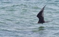 Magnificent Frigatebird - Fregata magnificens Royalty Free Stock Photo