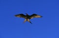 Magnificent Frigatebird, fregata magnificens, Male in Flight, Mexico