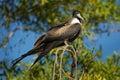 Magnificent Frigatebird - Fregata magnificens seabird of the frigatebird family Fregatidae