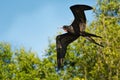 Magnificent Frigatebird - Fregata magnificens seabird of the frigatebird family Fregatidae