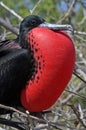 Magnificent frigatebird, Galapagos Royalty Free Stock Photo