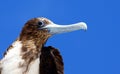 Magnificent Frigatebird in the Galapagos Royalty Free Stock Photo