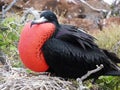 Magnificent Frigatebird , Galapagos Islands National Park, Ecuador Royalty Free Stock Photo