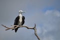 Magnificent Frigatebird juvinile, Belize Royalty Free Stock Photo