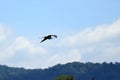 The magnificent frigatebird is a seabird of the frigatebird family Fregatidae. Costa Rica Royalty Free Stock Photo