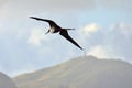 Magnificent Frigatebird Soaring Over Antiguan Hills, West Indies