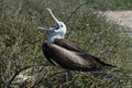 Magnificent frigatebird young, Galapagos Royalty Free Stock Photo