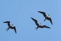 Magnificent Frigatebirds at Play