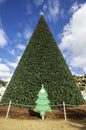 The magnificent 100ft Christmas Tree in Delray Beach, Florida