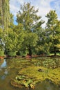 Magnificent fur-trees at a silent pond Royalty Free Stock Photo