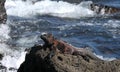 Magnificent Galapagos marine iguana Royalty Free Stock Photo