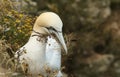 A magnificent Gannet Morus bassanus standing on the edge of a cliff with a beak full of flowers that it is collecting for its ne Royalty Free Stock Photo