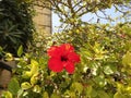 Magnificent garden red hypiscus in Mosta, Malta.