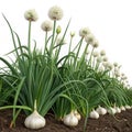 Magnificent garlic grove isolated on white background Royalty Free Stock Photo