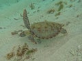 A magnificent giant sea turtle spreads it\'s paws Royalty Free Stock Photo