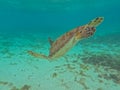 A magnificent giant sea turtle spreads it\'s paws Royalty Free Stock Photo