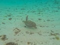 A magnificent giant sea turtle spreads it\'s paws Royalty Free Stock Photo